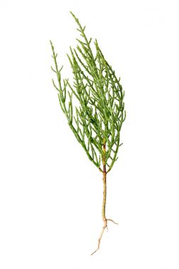 Taze Marsh Samphire