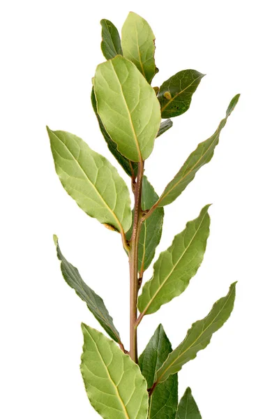 Detail of laurel branch — Stock Photo, Image