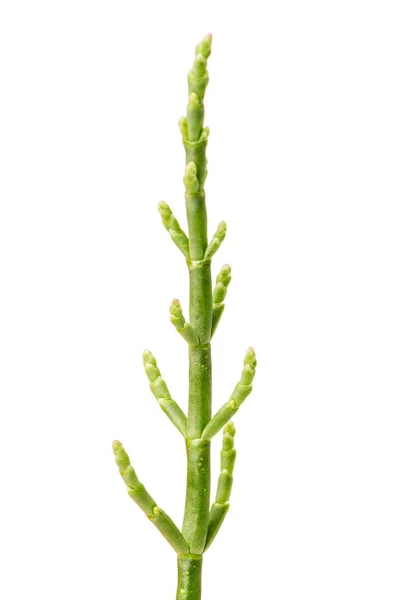 Fresh marsh samphire — Stock Photo, Image