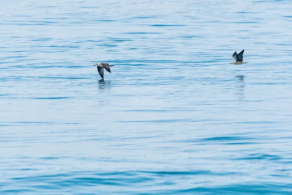 Mouettes volant au-dessus de l'eau — Photo