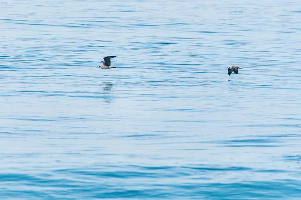 Seagulls flying over the water — Stock Photo, Image