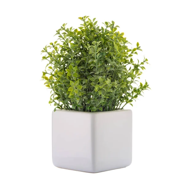 Small decorative plant — Stock Photo, Image