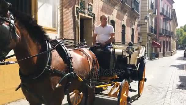 Caballos típicos andaluces con carruajes — Vídeos de Stock