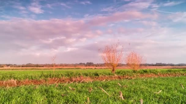 Tidsfördröjning Det Gröna Fältet Landsbygdens Landskap Vid Solnedgången — Stockvideo