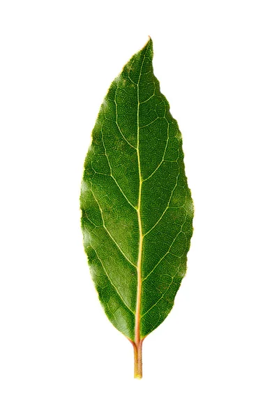 İzole defne yaprağı — Stok fotoğraf