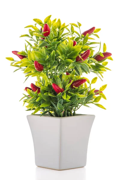 Small decorative chilli pepper plant — Stock Photo, Image