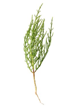 Taze Marsh Samphire
