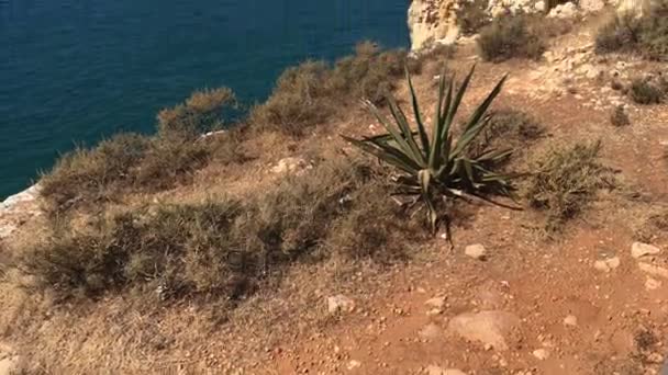 Verão Oceano Atlântico Litoral Rochoso Perto Cidade Carvoeiro Lagoa Algarve — Vídeo de Stock