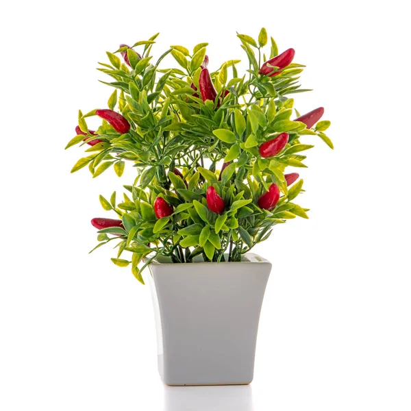 Small decorative chilli pepper plant — Stock Photo, Image