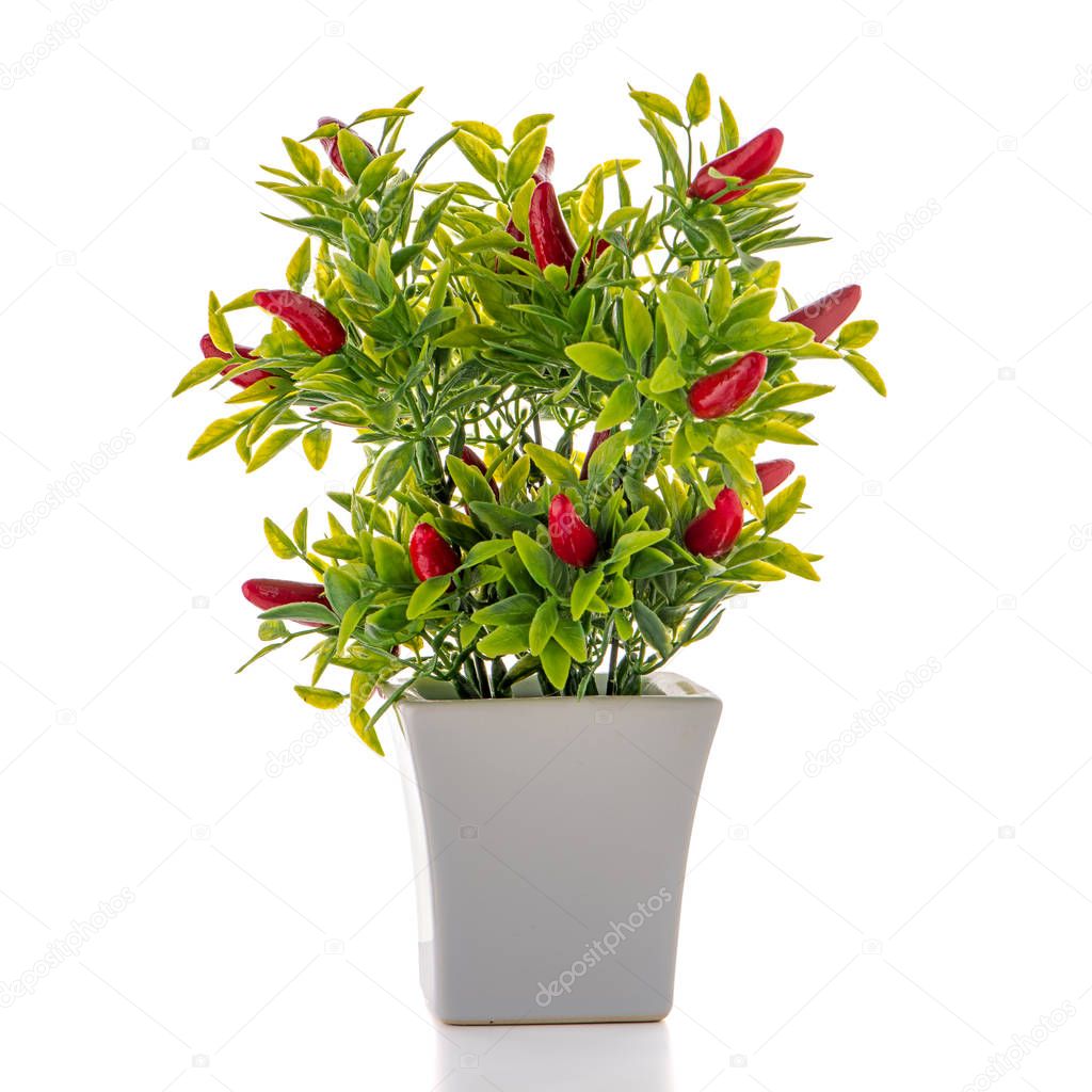 Small decorative chilli pepper plant