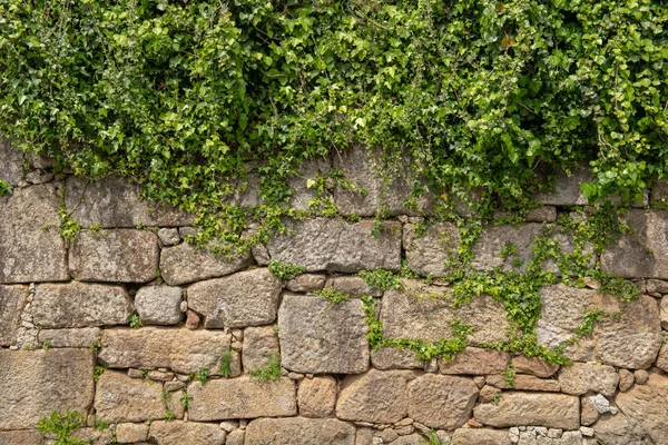 Pflanze wächst auf Mauer — Stockfoto