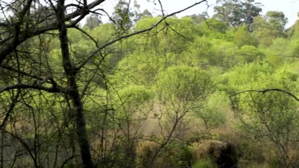 Träväg Naturparken Lagoas Bertiandos Ponte Lima Portugal — Stockvideo