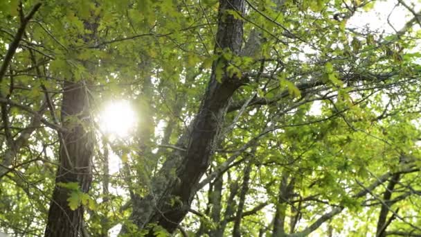 Solljus Strålar Över Trädet Breanches Och Lämnar Lagoas Bertiandos Naturpark — Stockvideo