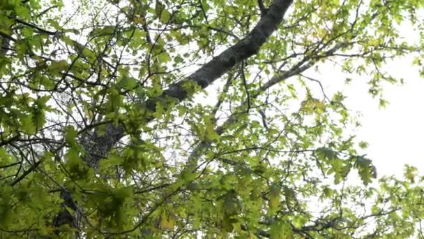 Листья Бревенчатые Деревья Природном Парке Lagoas Bertiandos Понте Лима Португалия — стоковое видео