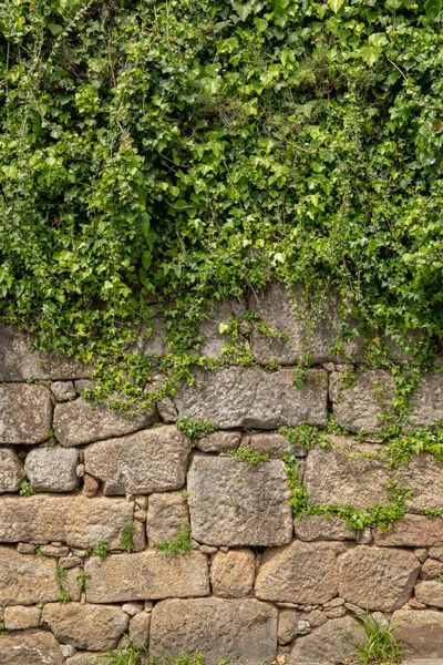 Pflanze wächst auf Mauer — Stockfoto