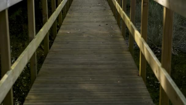 Chemin Bois Dans Parc Naturel Lagoas Bertiandos Ponte Lima Portugal — Video