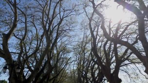 Punto Vista Dal Terreno Alberato Passeggiata Lungo Fiume Lima Alameda — Video Stock