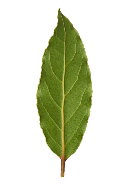 Lagrarleafen isolerade — Stockfoto