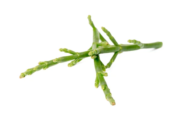 Samphire Pântano Fresco Uma Planta Costeira Com Talos Verdes Vibrantes — Fotografia de Stock