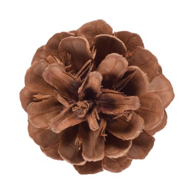 Beyaz arkaplanda doğal çam kozalağı izole.