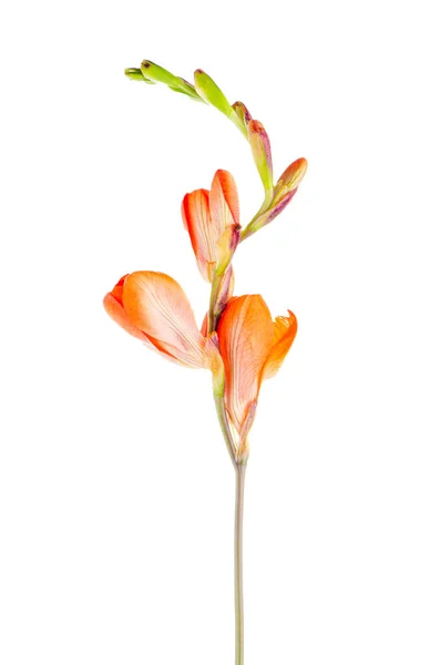 Beautiful Orange Lilies Isolated White Background — Stock Photo, Image