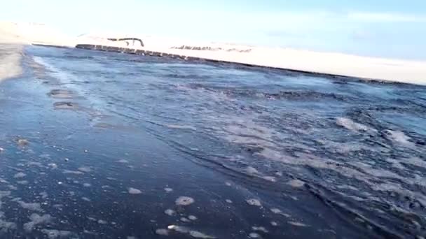 Ovar Portogallo Maggio Agenzia Portoghese Ambiente Sta Effettuando Intervento Trasposizione — Video Stock