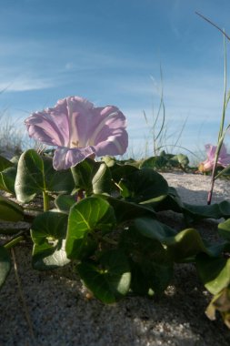 Calystegia soldanella, Convolvulaceae familyasından bir bitki türü..
