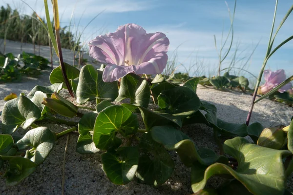 칼리스테 다넬라 Calystegia Soldanella 속하는 꽃식물의 일종이다 — 스톡 사진