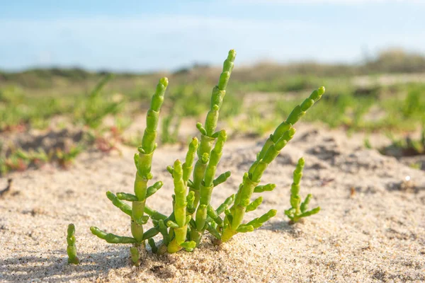 海岸の砂の中の緑のサファイヤまたはサリチア植物 — ストック写真
