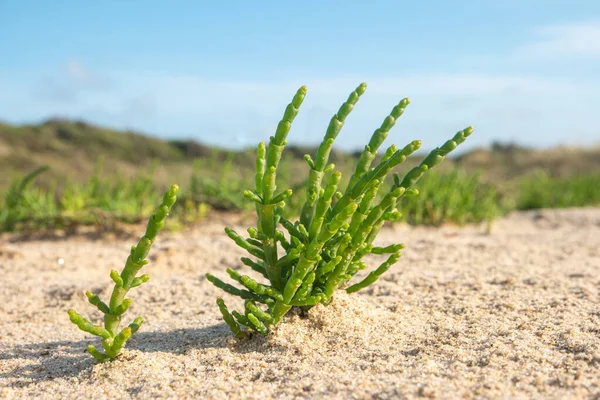 海滨沙滩上的绿树苗或水杨树植物 — 图库照片