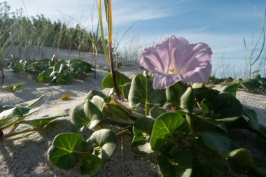 Calystegia soldanella, Convolvulaceae familyasından bir bitki türü..