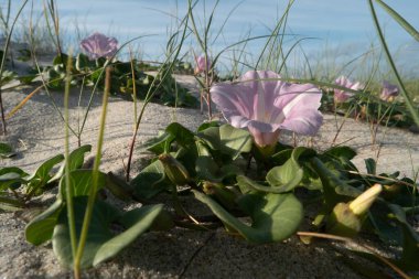 Calystegia soldanella, Convolvulaceae familyasından bir bitki türü..