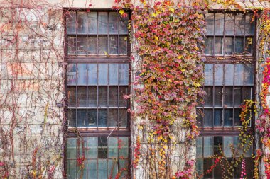 Ivy ile endüstriyel duvar