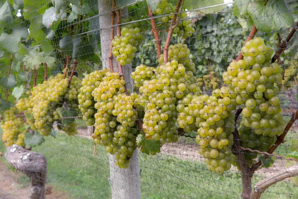 Rijpe druiven wijngaard — Stockfoto