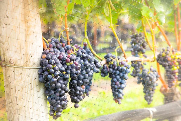 Dojrzałe winogrona Winnica — Zdjęcie stockowe