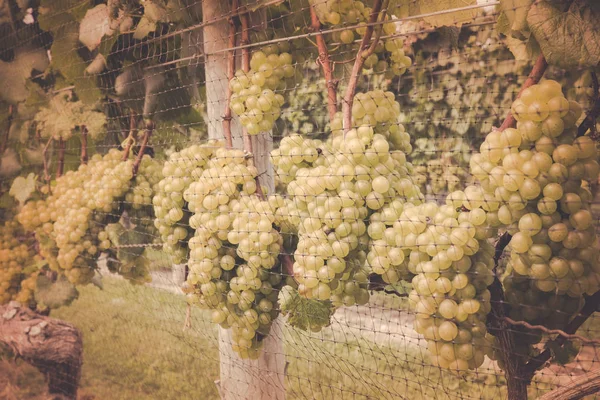 Vintage Winery Grapevine — Stockfoto