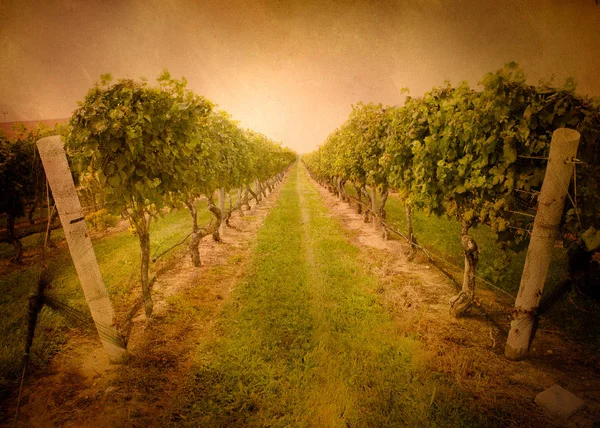 Vineyard with texture — Stock Photo, Image