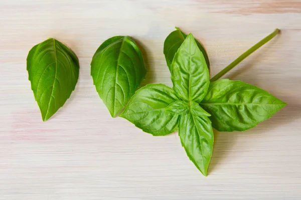 Basil Leaves Green — Stock Photo, Image