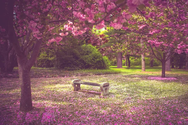 Tavaszi fa virágok pad — Stock Fotó