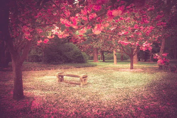 Wiosenne drzewa kwiaty Ława — Zdjęcie stockowe