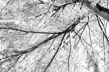 Ağaç dalı kar desen