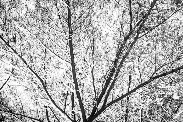 Árbol rama nieve patrón — Foto de Stock