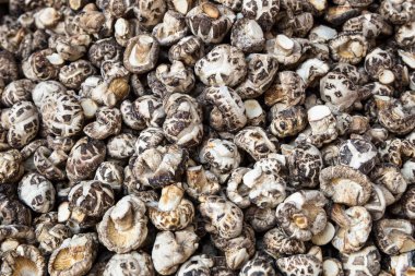 Yığın Shiitake mantar