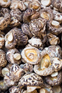 Birçok shiitake mantar