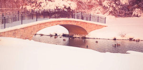 Pont d'étang enneigé — Photo