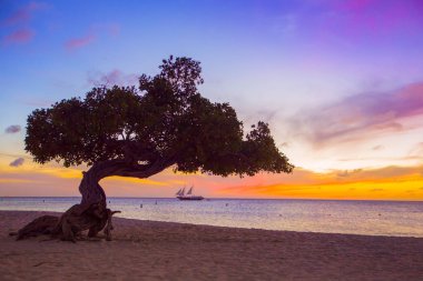 Aruba Divi Divi ağaç