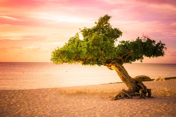 Aruba Divi Divi Tree — Stock Photo, Image