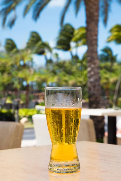 Verfrissend koud biertje en palmen — Stockfoto