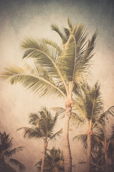 Drzew palmowych tekstury — Zdjęcie stockowe