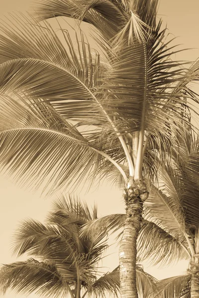 Vintage palmbomen — Stockfoto